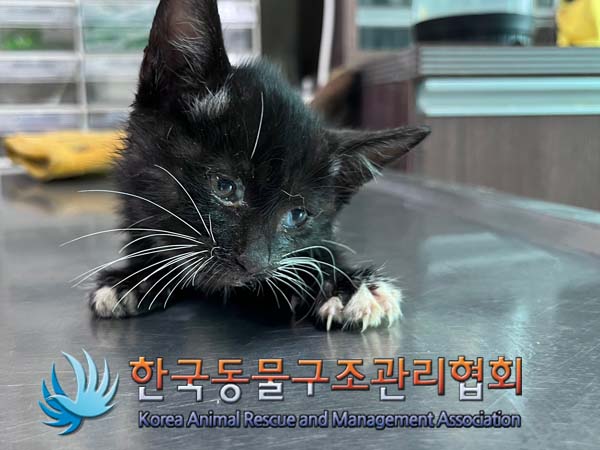 한국동물구조관리협회_441406202401663